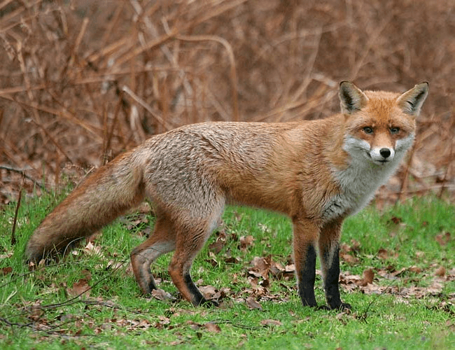 Решение рисунок 1